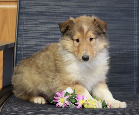 Akc Registered Collie Lassie For Sale Fredericksburg Oh Male Larry