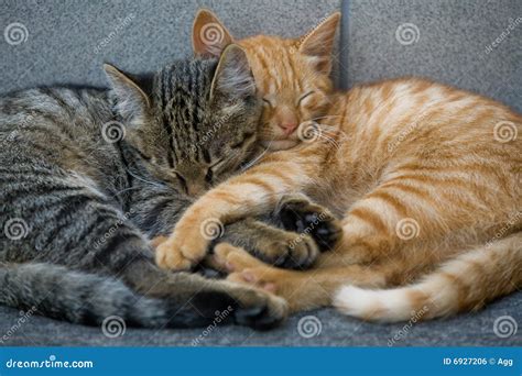 Cats Friends Stock Photo Image Of Downy Whisker Animal 6927206