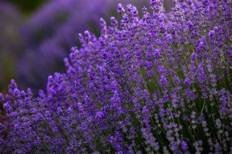 Premium Photo Blooming Lavender Flowers In A Provence Field Under