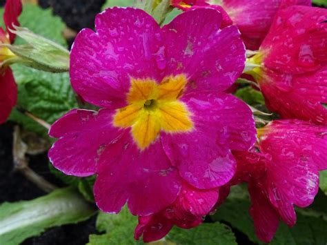 Pink Primula Flower In Morning Dew Free Stock Photo Public Domain