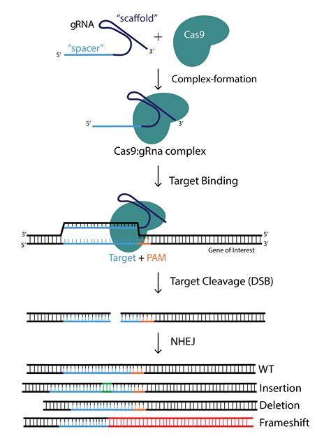 Introduction To The Crisprcas9 System