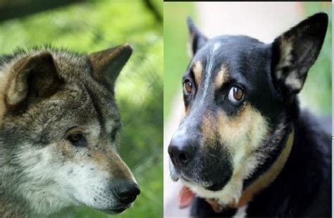 30 Fascinating Differences Between Wolves And Dogs Daily Dog Discoveries