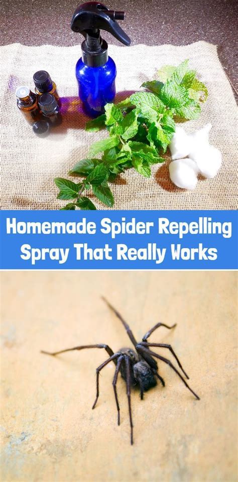 Homemade Spider Repelling Spray That Really Works In 2023 Homemade