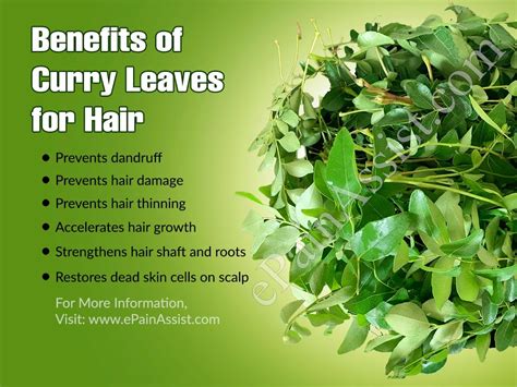 This stickiness can be removed by using a shampoo when bathing. Benefits of Curry Leaves for Skin, Hair & General Health