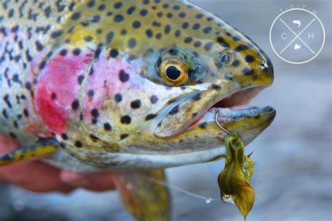 Rainbow Trout Tcth Logo Fish Key Big Fish Trout Fishing Fly Fishing