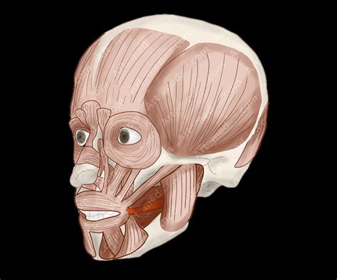 Artstation Risorius Muscle Anterolateral View Human Face Muscles