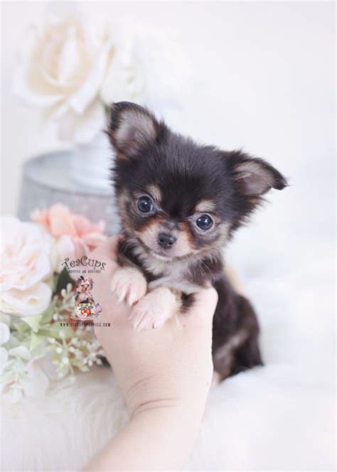 Teacups, puppies and boutique ® is the very first puppy boutique to specialize strictly in toy breed puppies and teacup puppies for sale in south florida! Teacup Chihuahuas and Chihuahua Puppies For Sale by ...