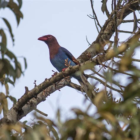 Sri Lanka Blue Magpie Sinharaja David Tattersley Flickr