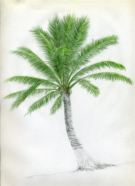 How To Draw Palm Trees Tree Drawings Pencil Pencil Drawing Tutorials