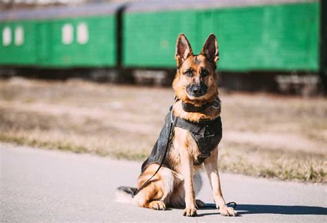 9 Dog Breeds That Police Use