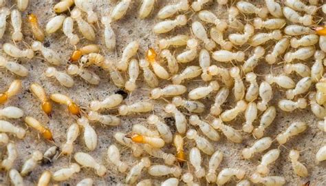 Termite Larvae On The Floor Is A Bad Sign