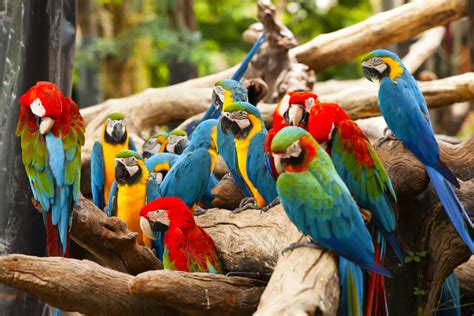 Discovering The Exotic Birds In London Explore Central London Attractions