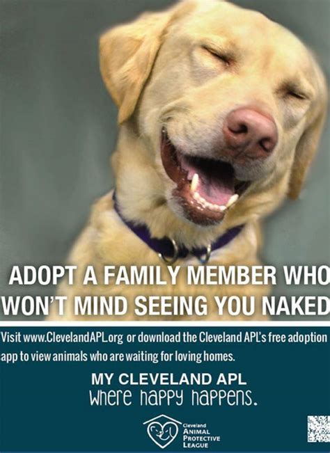10 Dog Adoption Promos That Made Us Lol Dog Adoption Adoption Dogs