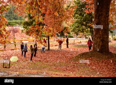 Autumn Season In India 5 Best Places To Visit To Experience Autumn