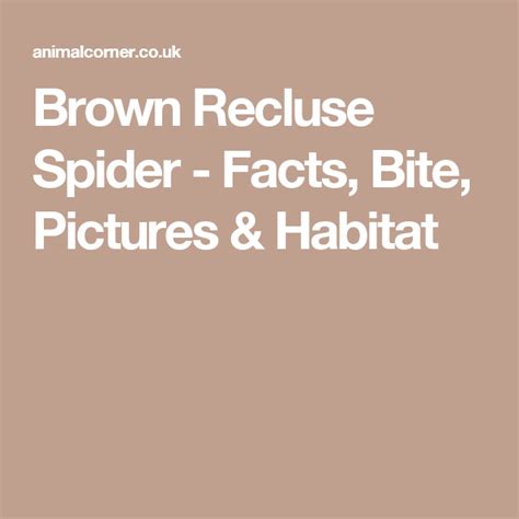 Brown Recluse Spider Facts Bite Pictures And Habitat Brown Recluse