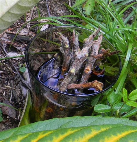 Florida Survival Gardening Grafting Loquats