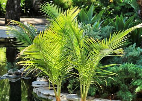 How To Repot Majesty Palm The Ultimate Guide Globo Garden