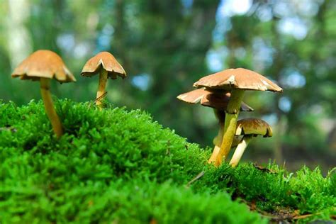 Five Mind Blowing Facts About Psilocybin Mushrooms The Mind Unleashed