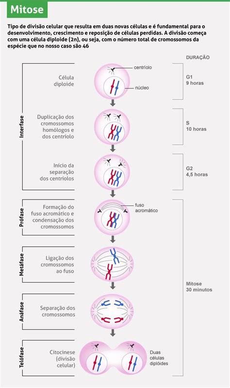Mitose E Meiose Os Dois Processos De Divisão Celular Mitose Meiose