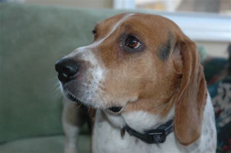 Bodies Beagles Blog Adopt Peanut Adorable 3 Year Old