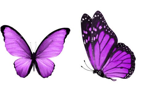 Purple Butterfly Stock Photos Pictures And Royalty Free Images Istock