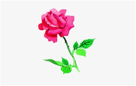 Hình Vẽ Hoa Hồng đẹp Nhất Cách Vẽ Hoa Hồng Hình Tô Màu Hoa Hồng Vfovn