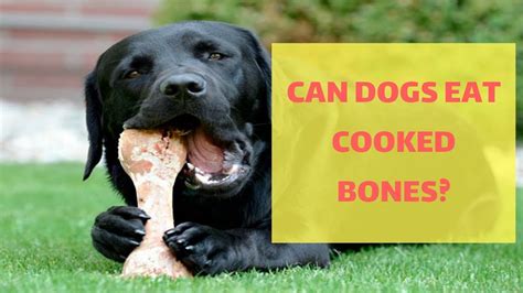 Question Can Dogs Eat Cooked Bones Youtube