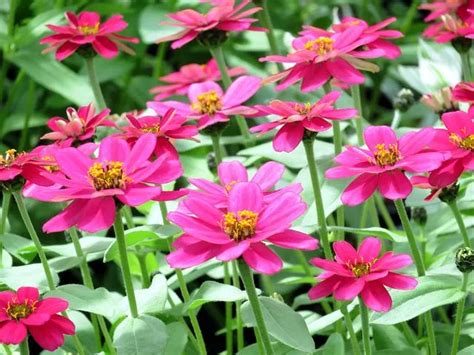 Deer Resistant Annuals And Perennials For The Midwest Trillium Living