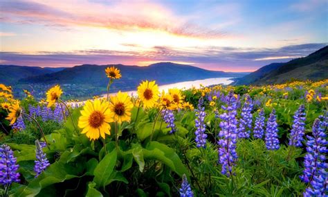 Spring Flowers Mountain Lake Hills Red Cloud Sunset Hd