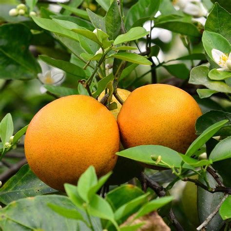 Valencia Orange Semi Dwarf 5 Size Citrus Plant Citrus Trees Orange