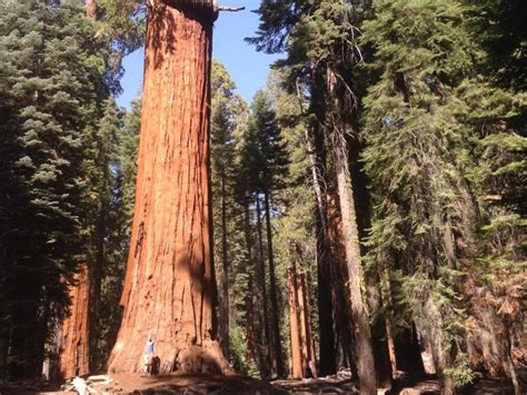 Guide To Hiking The Congress Trail Sequoia National Park