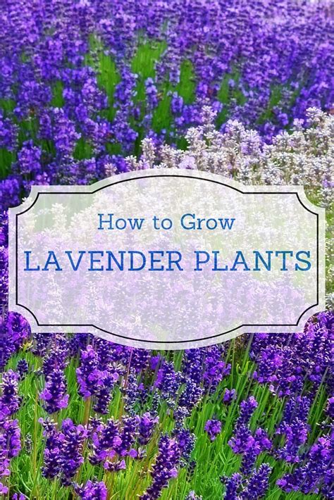 How To Grow Lavender Plants In Your Garden Or In Containers Growing