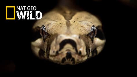 National Geographic Wild Anaconda Nat Geo Animals Documentary Hd Youtube