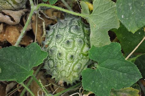 Horned Melons All About The Amazing Kiwano