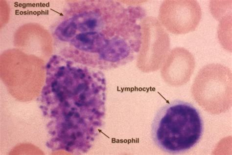 White Blood Cels Granulocytes And Agranulocytes