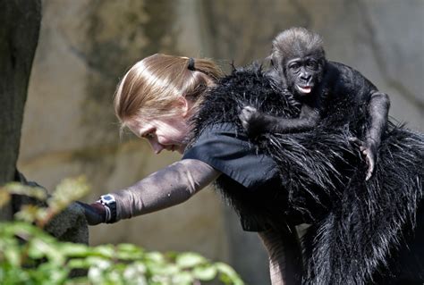 Zoo Debuts Baby Gorilla With Human Parents Ctv News