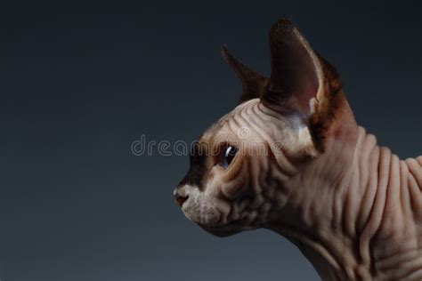Closeup Portrait Of Sphynx Cat In Profile View On Black Stock Photo