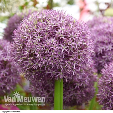 Allium Globemaster Van Meuwen