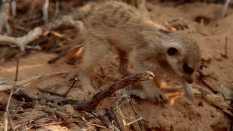 Watch Clan Of The Meerkats Videos Online National Geographic Channel
