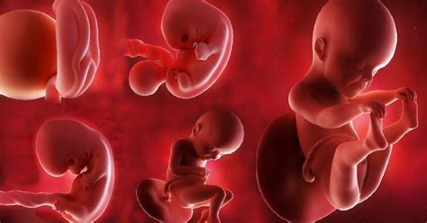 How Your Fetus Grows During Pregnancy Medical Yukti