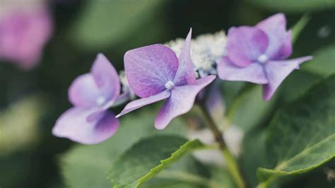 How To Fix A Leggy Hydrangea A Complete Guide