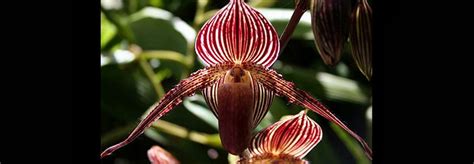 The gold of kinabalu orchid is another one of the most expensive flowers due to its very distinct look! 4. Gold of Kinabalu Orchid