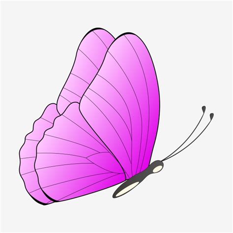 ناقلات مرسومة باليد الفراشة الوردية ديكور ملونة أصلي PNG والمتجهات