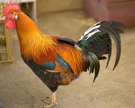 Rooster Ecosia Images