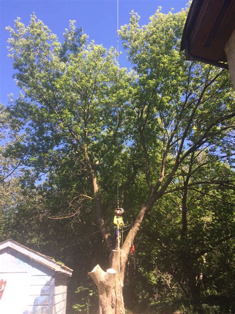 Check spelling or type a new query. Barrie Tree removal. Large Manitoba maple removal with ...