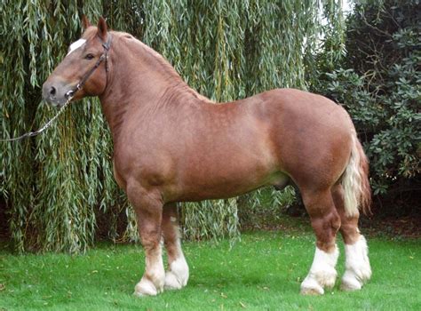 Cheval De Trait Breton Bretagne Horses Percheron Horses Horse Breeds