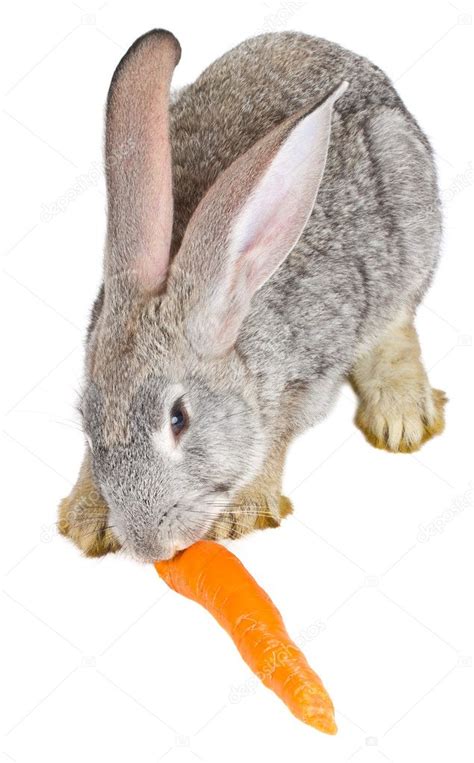 Gray Rabbit Eating Carrot — Stock Photo © Alekcey 5259137