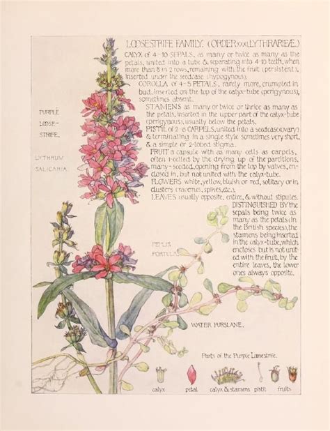 Wild Flowers Of The British Isles Adams H Isabel Free Download