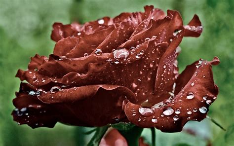1680x1050 Red Rose Petals Drops Water Dew Macro