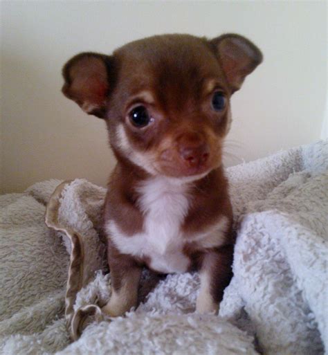 Chocolate Chihuahua Puppies Short Hair Dogs For Sale Hair Style